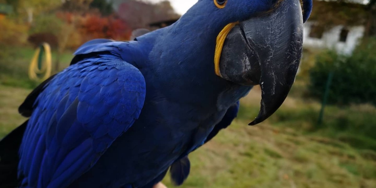 Searching For Inspiration? Check Out Mindy Catalina Macaw