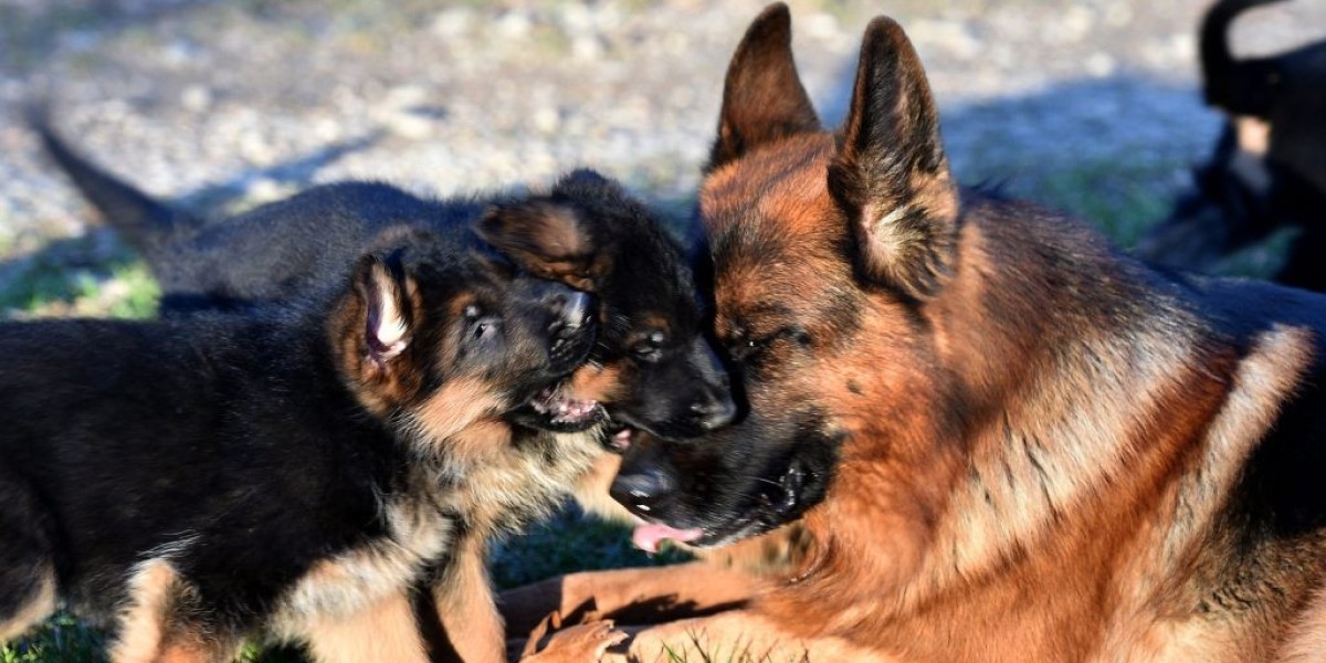 5 Killer Quora Answers To Purebred German Shepherd